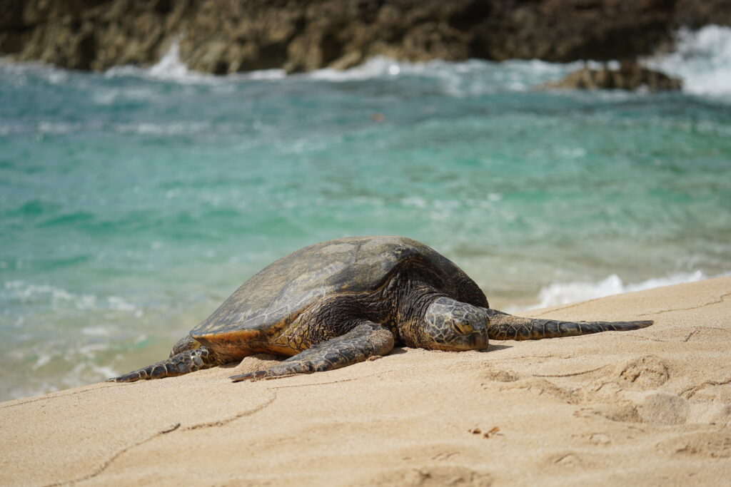 Wildlife - Turtle